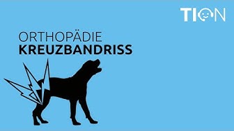 Kreuzbandriss bei großen und kleinen Hunden