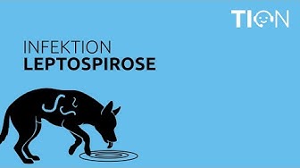 Leptospirose bei Hunden