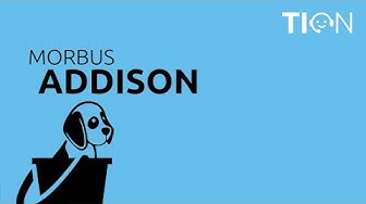 Morbus Addison und Addison-Krise bei Hunden